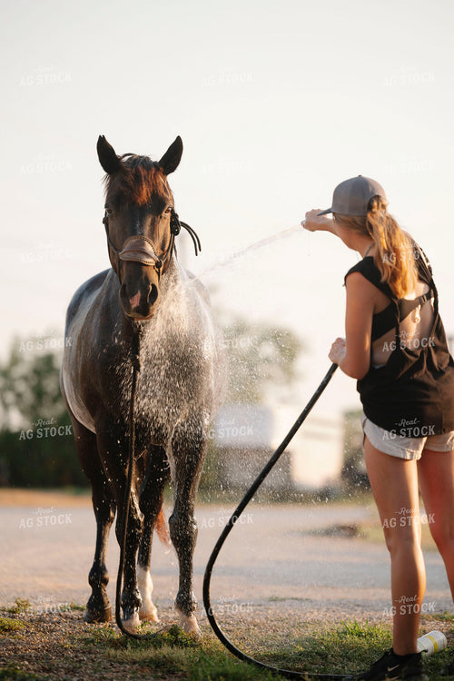 Washing Horse 205109