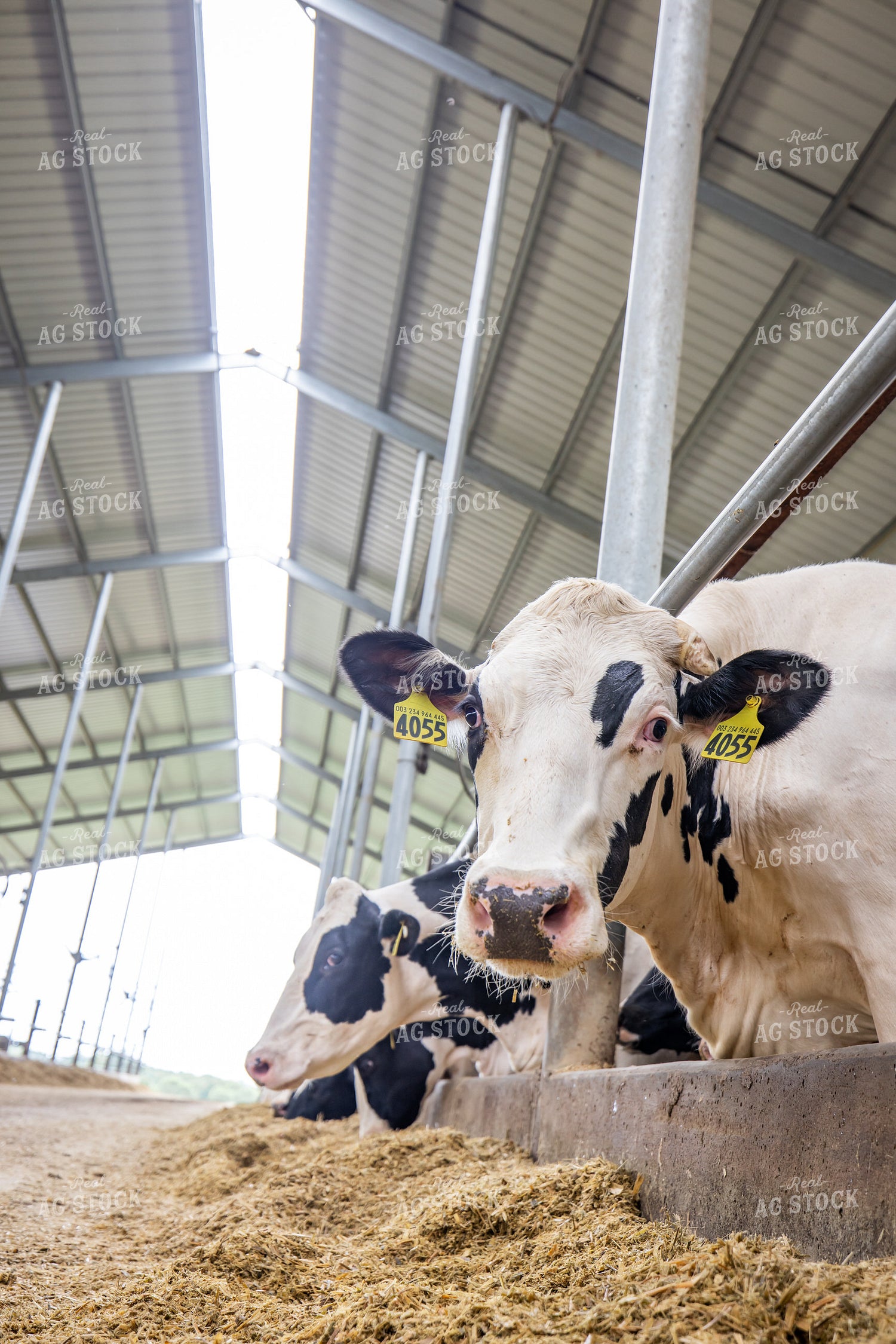 Holstein Cattle Eating in Freestall Barn 270235