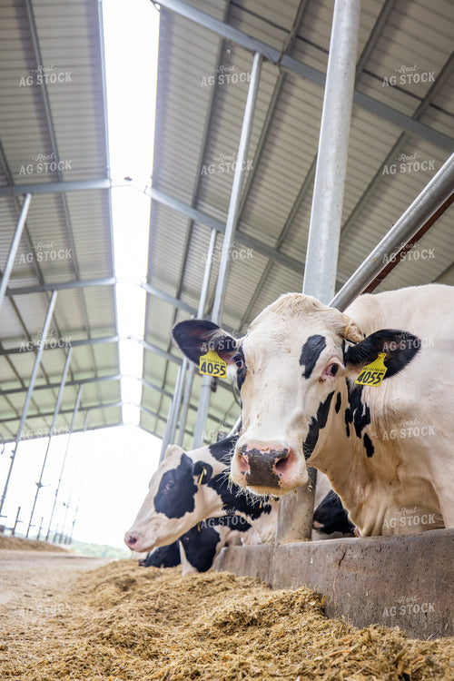 Holstein Cattle Eating in Freestall Barn 270235