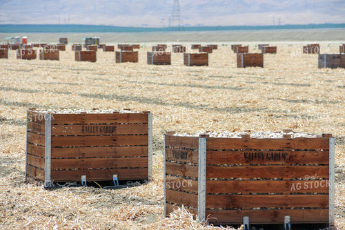 Boxes of Garlic 105047