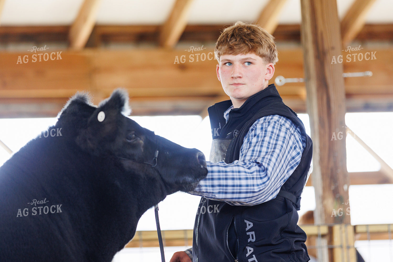 Showing Cattle 295111