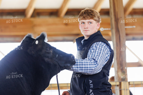 Showing Cattle 295111