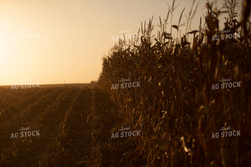 Corn - Dry 1338