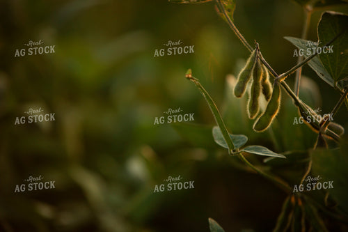 Soybeans - Mid-Season 2378