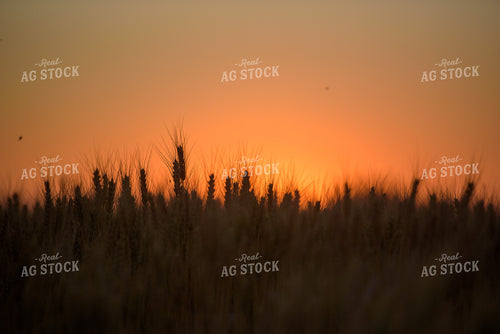 Wheat Silhouette 57025