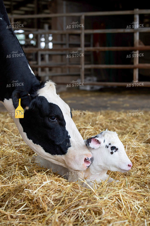 Holstein Cow and Calf 55266
