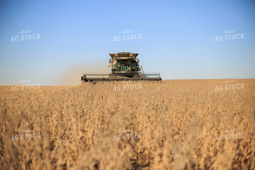 Soybean Harvest 93077