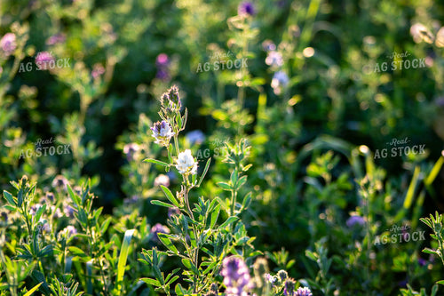 Alfalfa Field 214317