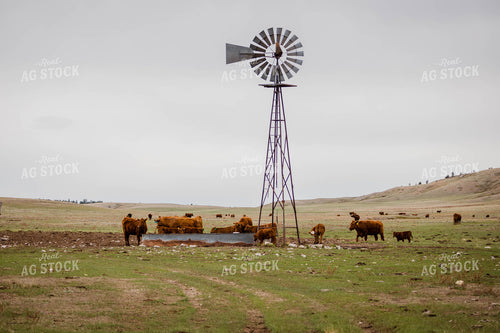 Red Angus Cattle Graze and Drink in Hilly Open Pasture 97156