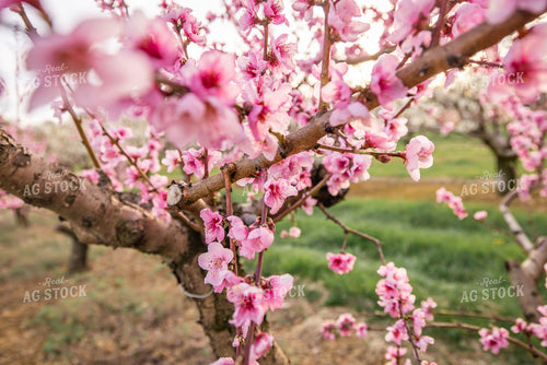 Apple Blossoms 270040