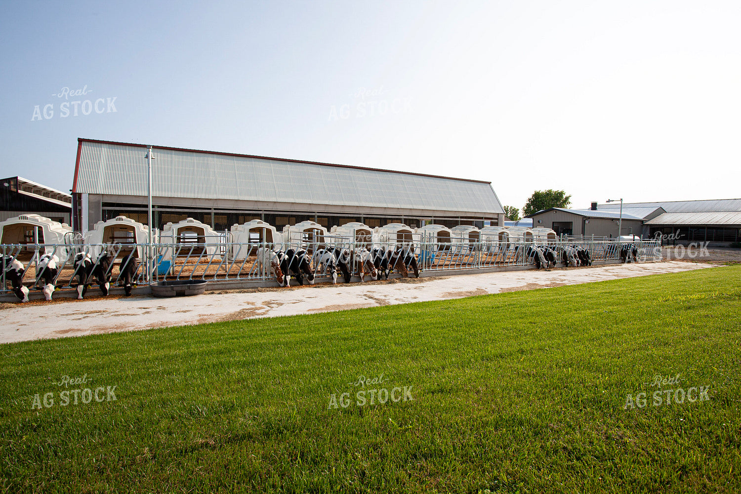 Dairy Farm Calf Hutches 132219