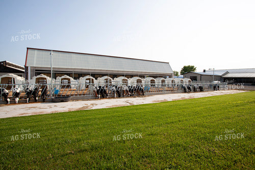 Dairy Farm Calf Hutches 132219