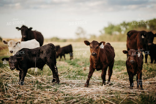 Calves on Pasture 196301