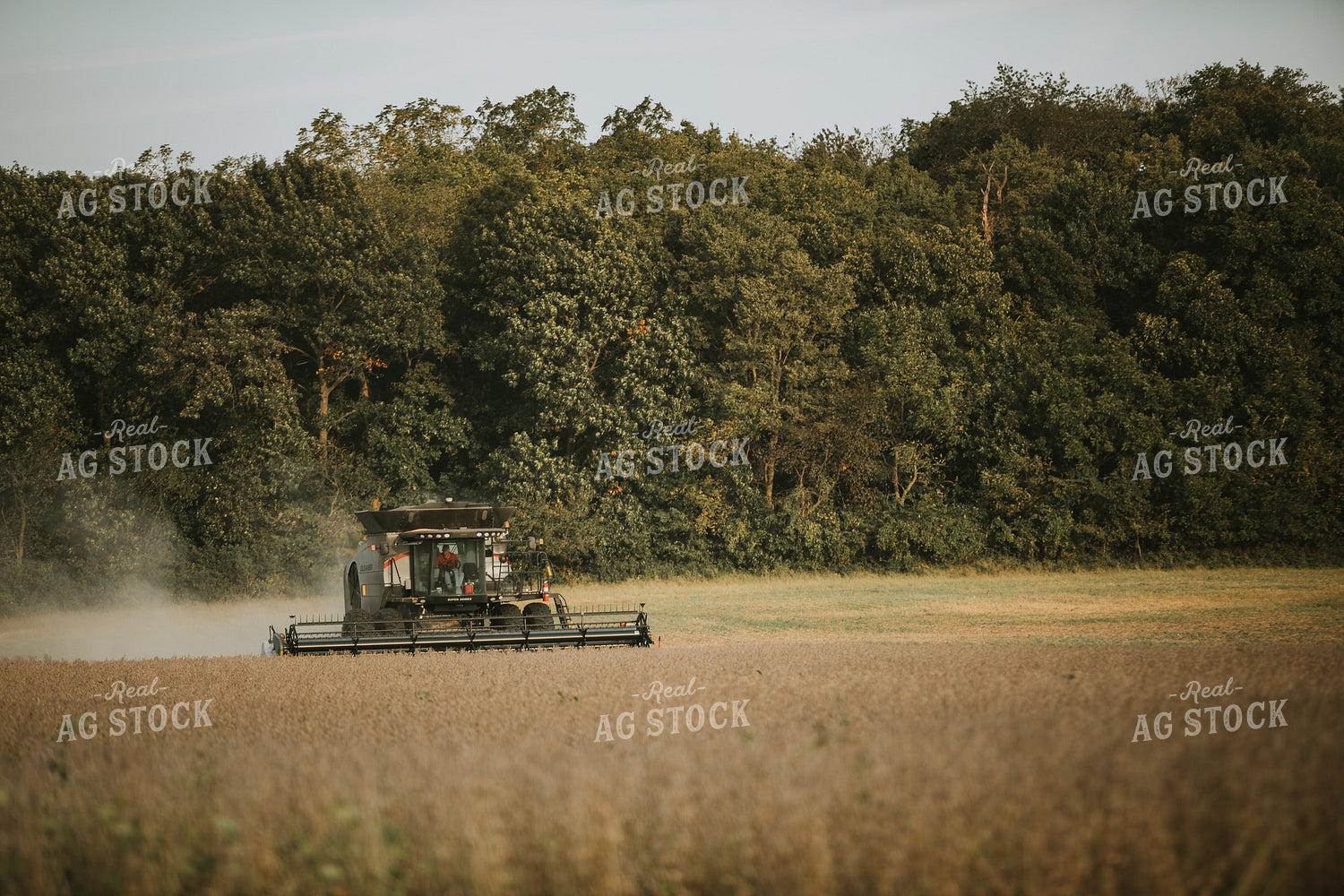 Harvesting Soybeans 4817