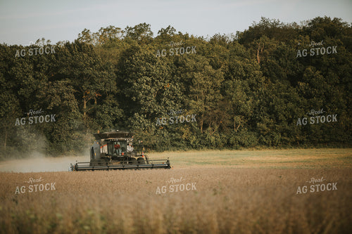 Harvesting Soybeans 4817