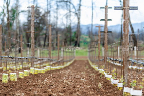 Vineyard Grape Production 107027