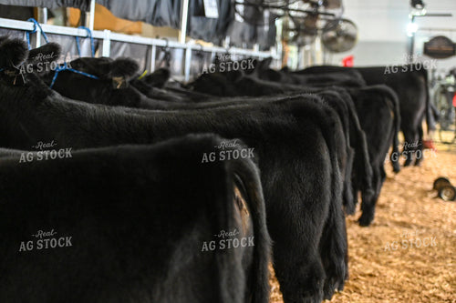 Angus Cattle in Line 90023