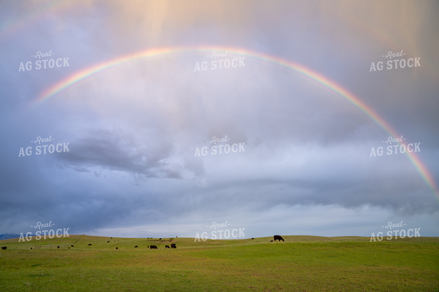 Scenic Landscape with Rainbow Over Field and Grazing Animals 65299