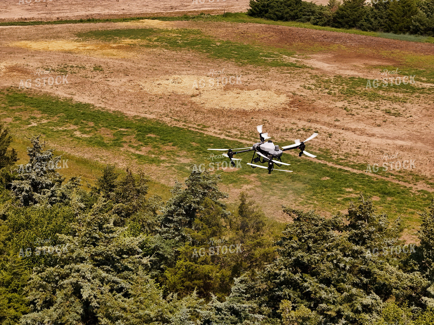 Drone Sprayer Spraying Bag Worms in Evergreens  239265