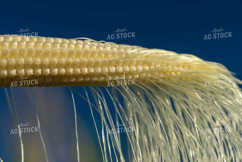 Ear of Corn 76258
