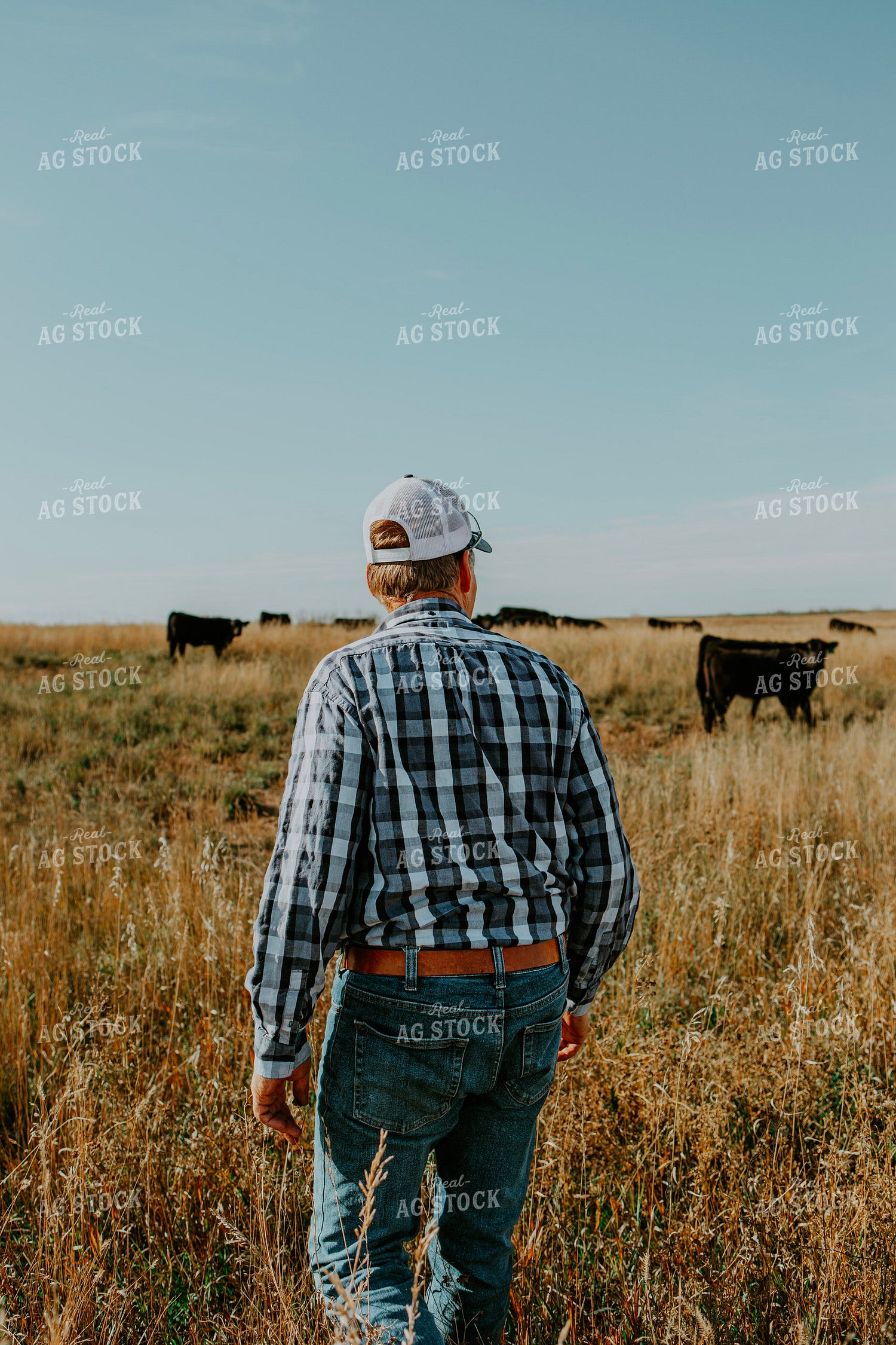 Rancher Checks Cattle 187078