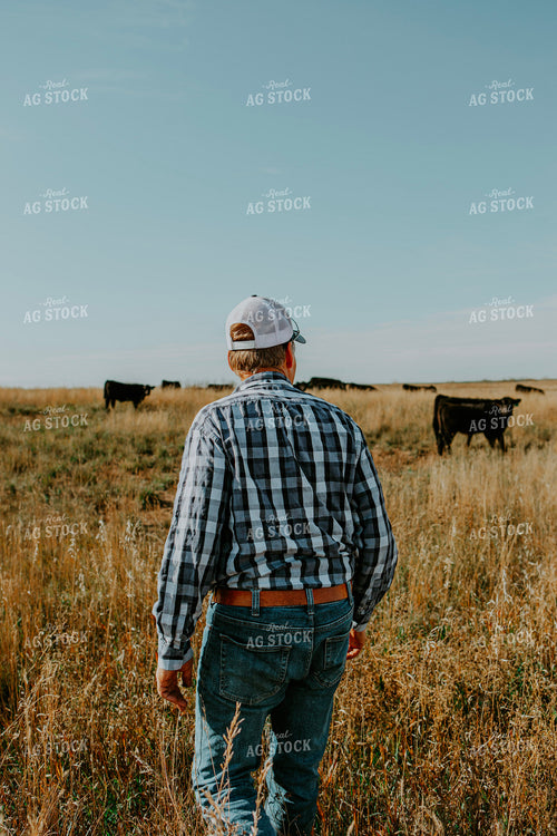 Rancher Checks Cattle 187078