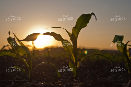 Corn at Sunset 76001
