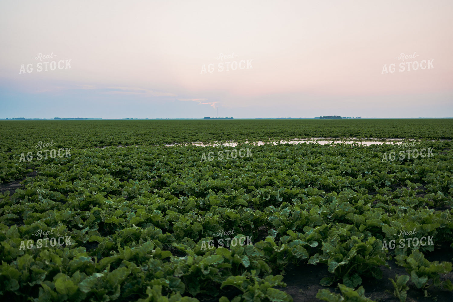 Standing Water in Turnip Field 204029