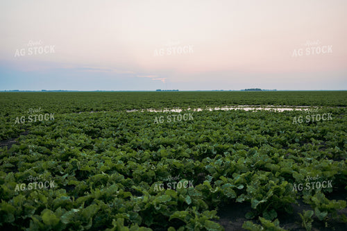 Standing Water in Turnip Field 204029