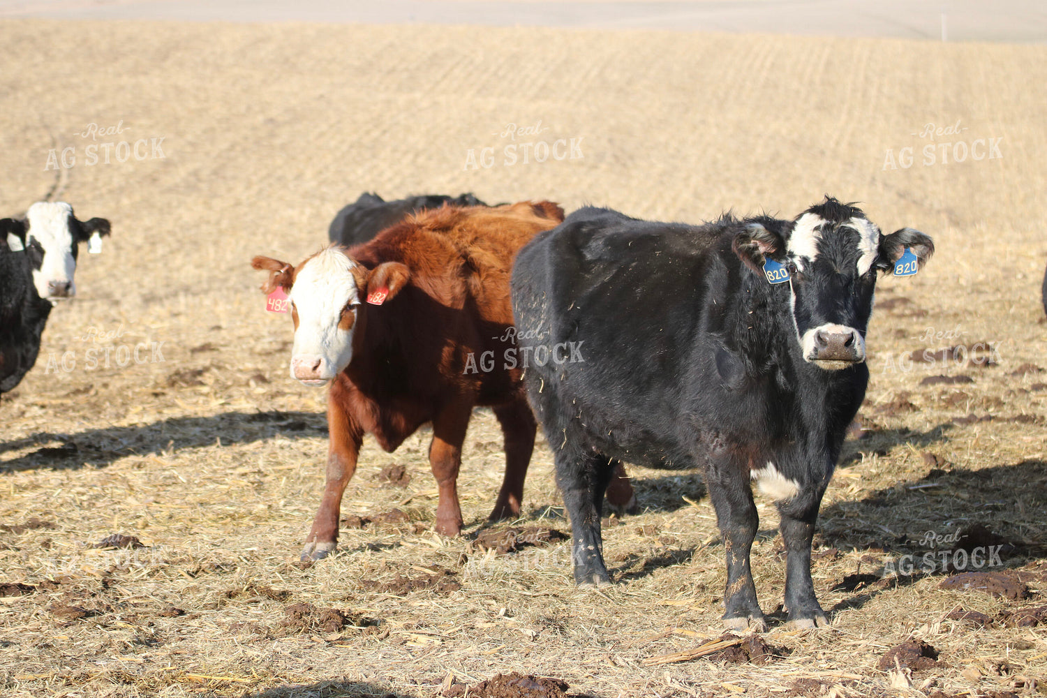 Angus Cattle on Pasture 82197
