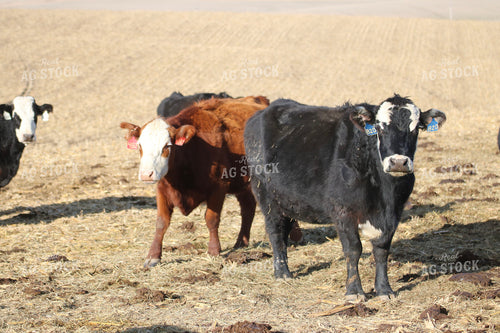 Angus Cattle on Pasture 82197