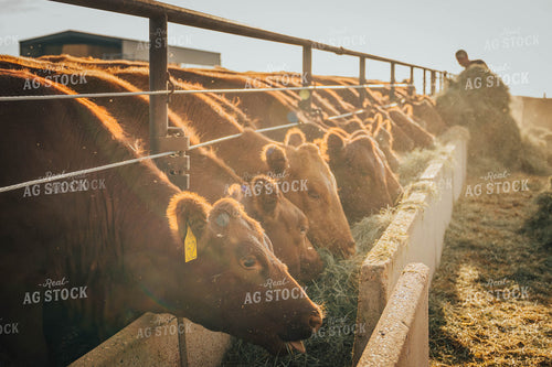 Angus Cattle Eating Out of Trough 97053