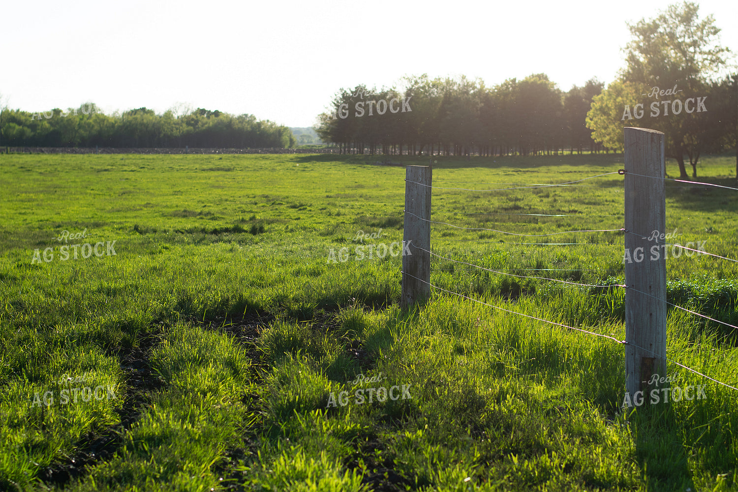 Green Pasture and Fence 50033