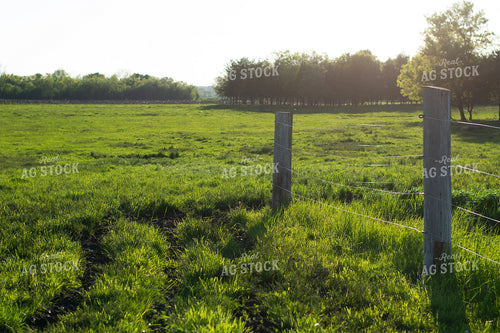 Green Pasture and Fence 50033