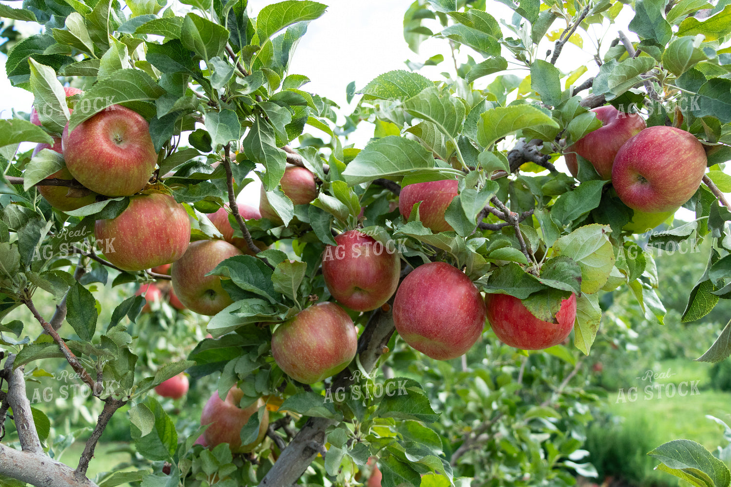 Farm Kid Picking Apples 60083