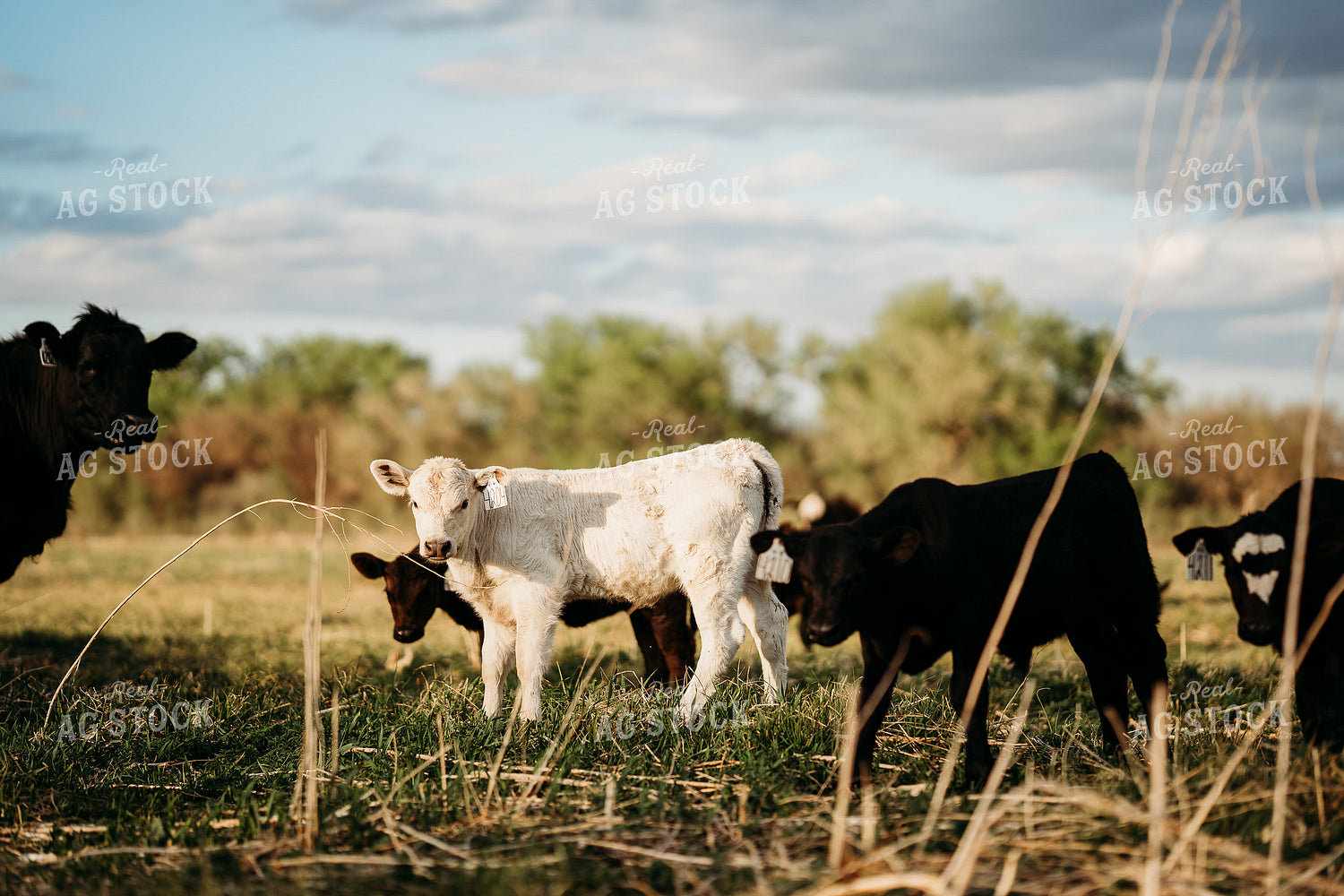 Calves on Pasture 196308