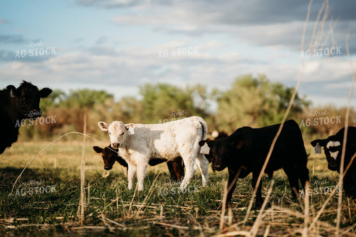 Calves on Pasture 196308