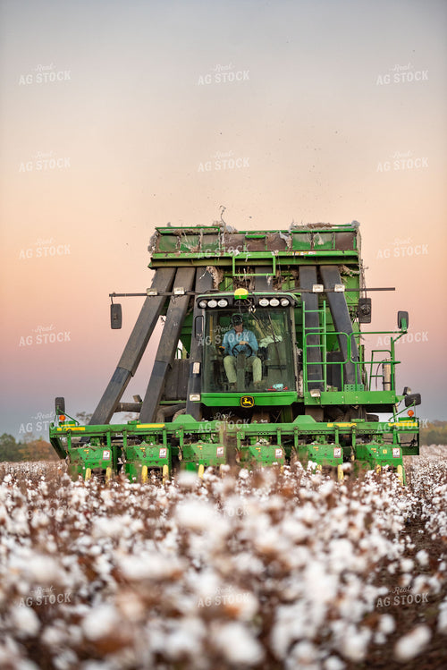 Cotton Harvest 136172
