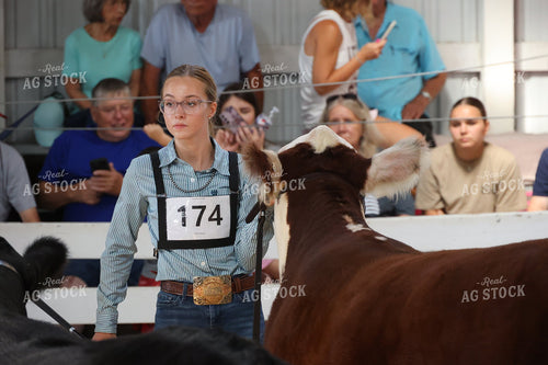 Showing Cattle 194017