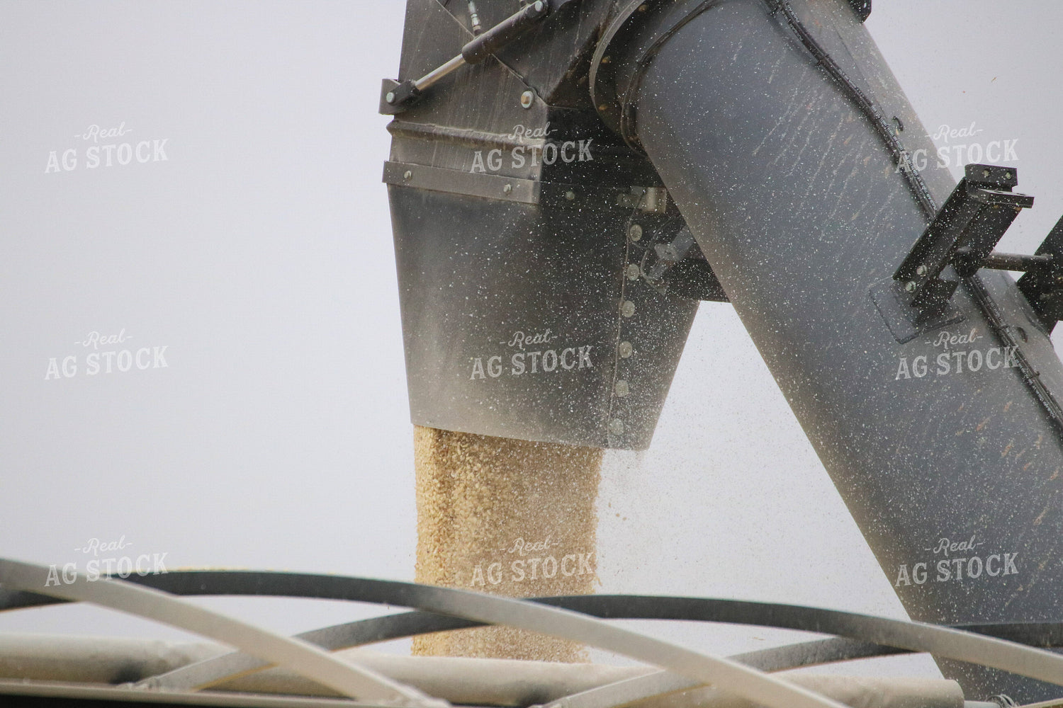 Unloading White Corn From Grain Cart 82335