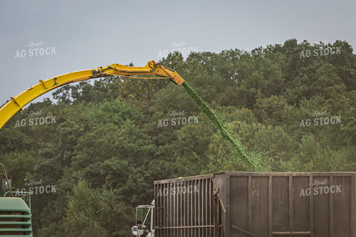 Cutting Corn Silage 270613