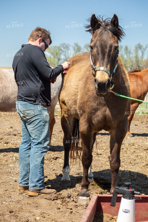 Farmer Grooming Horse 155582