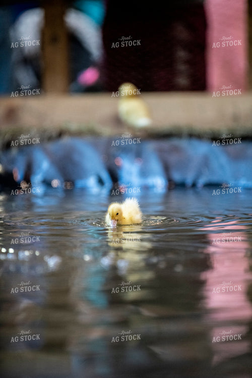 Duckling 197028