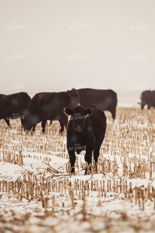 Cattle in Snowy Corn Stalks 285070