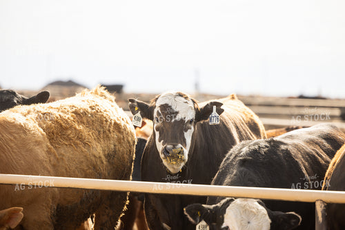 Cattle at Feedyard 99024