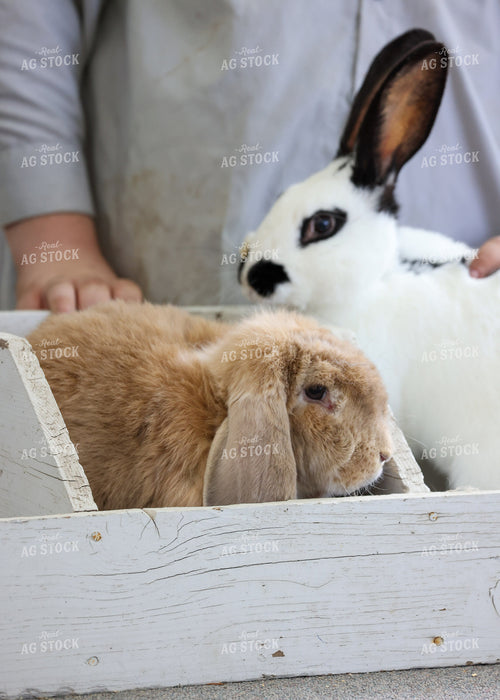 Showing Rabbits 160231