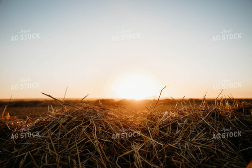 Cut Wheat Straw 152188