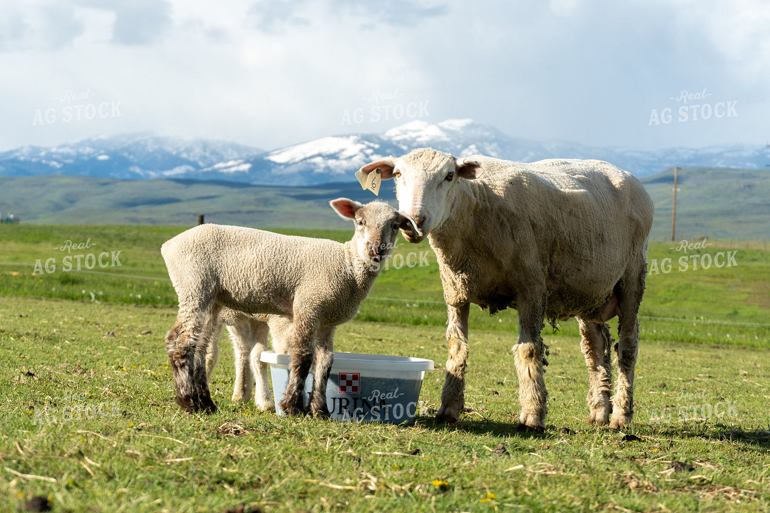 Sheep on Pasture with Mineral Tub 65617