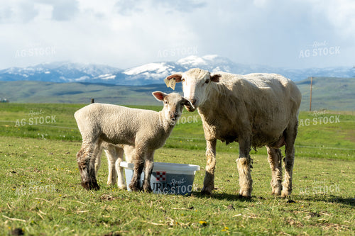 Sheep on Pasture with Mineral Tub 65617