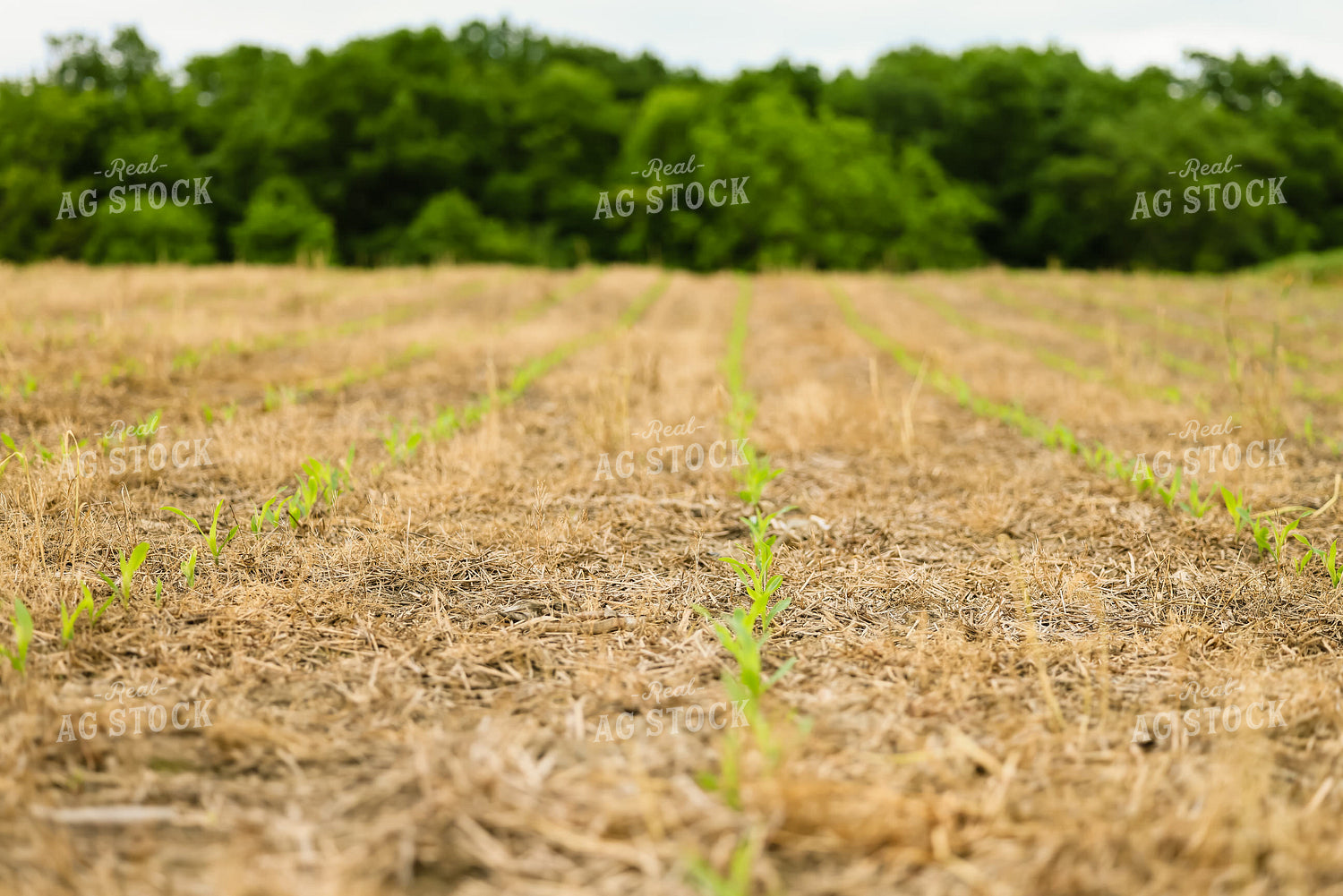 Early Growth Corn 233010